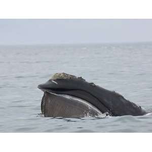  A North Atlantic right whale trawls with open mouth along 