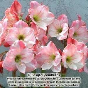  Amaryllis Appleblossom Dozen   12 large bulbs   30/32 cm 