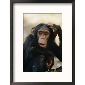 One of the Many Chimpanzees Studied by Jane Goodall at Gombe Stream 