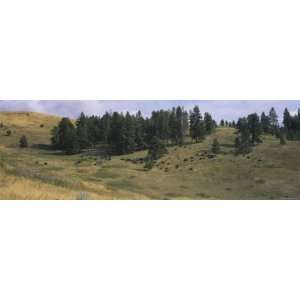  Bisons Grazing, National Bison Range, Moiese, Montana, USA 