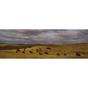 Buffaloes Grazing on a Landscape, North Dakota, USA 