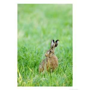  Brown Hare in Long Green Grass, Somerset, UK Stretched 