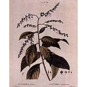  Arborea Clethra    Print