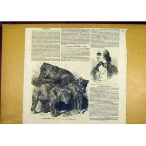  Grisly Bears Zoo Hassenpflug Hesse Cassel 1850 Print