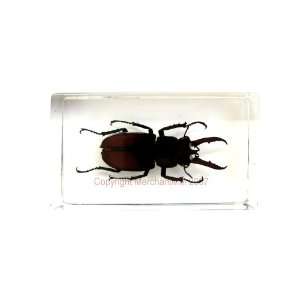  REAL INSECT SPECIMEN TAXIDERMY TEACHING AIDE   STAG BEETLE 