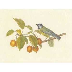 Birds Greater Titmouse By Frances Le Marchant Highest Quality Art 