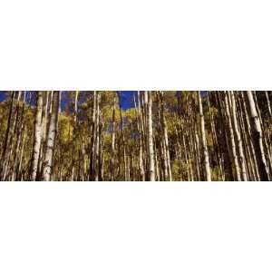  Aspen Trees in Autumn, Colorado, USA by Panoramic Images 