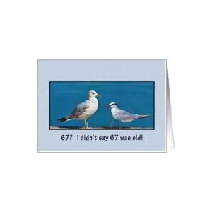  Birthday, 67th, Gull and Tern Birds Card Toys & Games