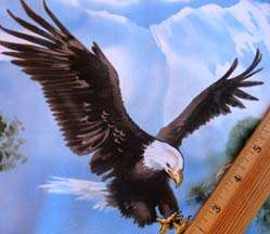 Bald Eagle Majestic National Bird USA Symbol Wild Flying Sew Craft 