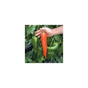  Pepper Atris Hybrid Patio, Lawn & Garden