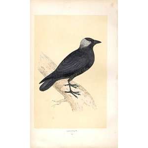  Jackdaw British Birds 1St Ed Morris 1851
