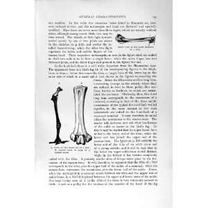    NATURAL HISTORY 1894 95 BONES LAG MOA HUMERUS GULL