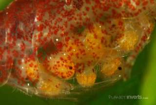 Red Cherry Shrimp Eggs Close Up Showing Eyes