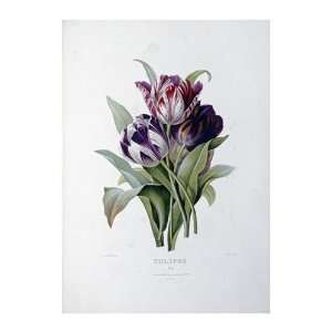  Pierre Joseph Redoute   Tulips Giclee