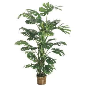   of 2 Decorative Philodendron Plants with Baskets 6