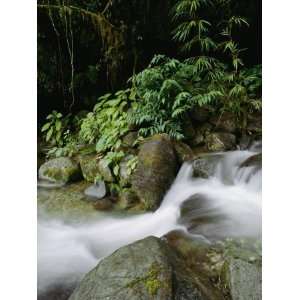 Time Exposure of a Little Brook Flowing over Rocks in a Rain Forest 