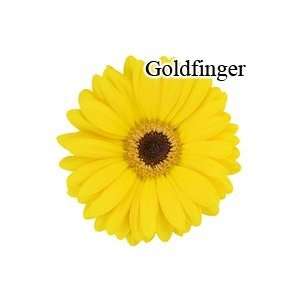    Goldfinger Yellow Gerbera Daisies   72 Stems Arts, Crafts & Sewing