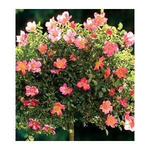  Happy Chappy 36 inch Weeping Tree Rose