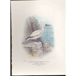   George Rankin C1910 Gannet Or Solan Goose Bird Print