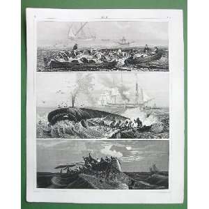   Boats Sea Whaling Tunny Nets     SUPERB Antique Print 