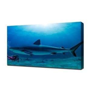  Caribbean Reef Shark   Canvas Art   Framed Size 24x36 