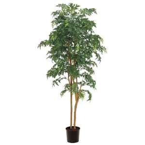 Ming Aralia Tree W/2395 Lvs. in Pot Green (Pack of 2)