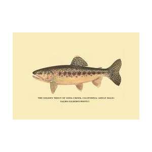  The Golden Trout of Soda Creek 20x30 poster
