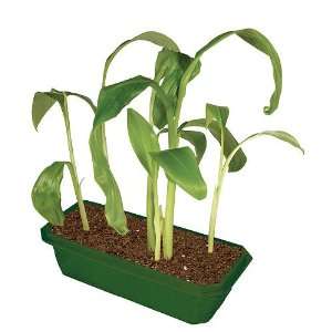  DuneCraft Sprout n Grow Greenhouses Banana Toys & Games