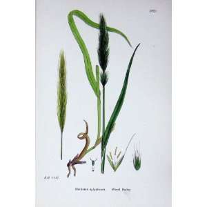  Botany Plants C1902 Wood Barley Hordeum Sylyaticum