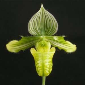 Paphiopedilum (Lady Slipper) Orchids (Set of 5 plants)
