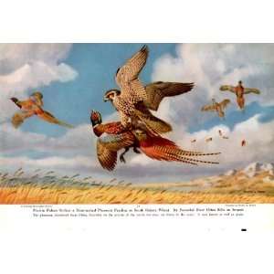   Falcon Strikes a Ring necked Pheasant   Walter A. Weber Vintage Bird