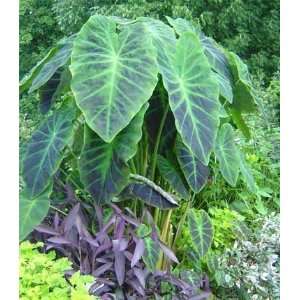  Colocasia Antiquorum Illustris Patio, Lawn & Garden