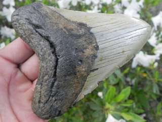 Megalodon fossil shark tooth teeth ***WHALE HUNTER**  