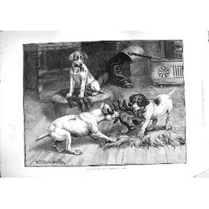   1885 DADD FINE ART BOUT GLOVES DOGS TUG OF WAR FIGHT