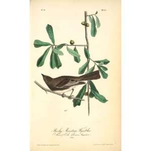   James Audubon   32 x 52 inches   Rocky Mountain Flycatcher, mal