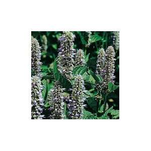 Mint Licorice (Anise Hyssop)   1/4 oz.  Grocery & Gourmet 