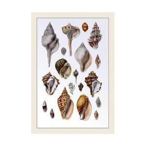  Shells Sessile Cirripedes #3 20x30 poster