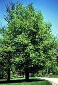 GINKGO BILOBA (Maidenhair Tree) 10 fresh seeds  