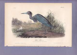 Rare Audubon Birds Of America Print 1st Ed 1840 BLUE HERON 372  