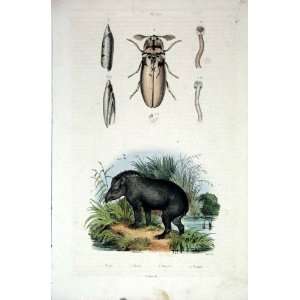   1839 H/C Natural History *677 Beetle & Taupin