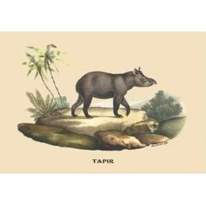  Exclusive By Buyenlarge Tapir 20x30 poster