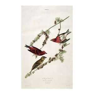    John Woodhouse Audubon   Purple Finch Giclee Canvas
