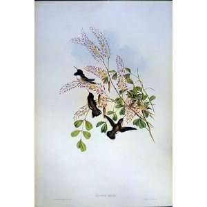  Mellisuga Minima Calypte Costae Gould 1990 Hummingbirds 
