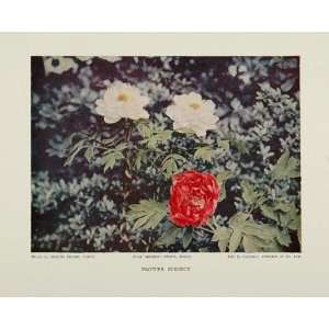  1926 Color Print Flowers White Red Shintaro Narita 