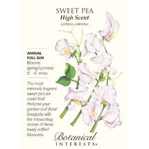  Sweet Pea High Scent Patio, Lawn & Garden