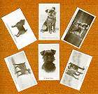BRUSSELS GRIFFON Named Set Of 6 Dog Photo Trade Cards