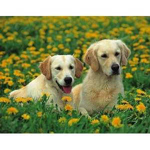  Stuewer   Dogs   Golden Retriever Canvas