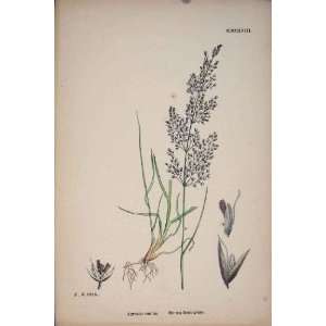  Plant Agrostis Canina Brown Bent Grass Colour Print