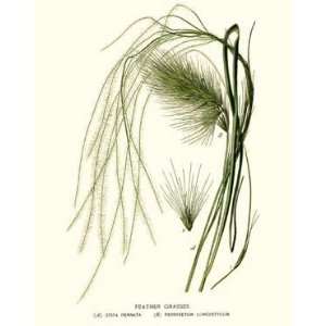  Botanical Grass Print Feather Grasses   A. Stipa pennata 