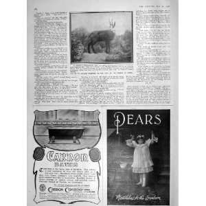   1907 CHAMOIS ZOO ANIMAL CARRON BATHS PEARS SOAP